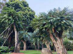 -深圳仙湖植物园
