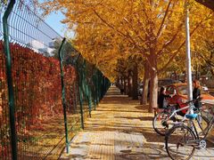 -三里屯东五街银杏大道