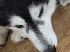 -Husky Go! 哈士奇体验馆·宠物咖啡厅狗咖