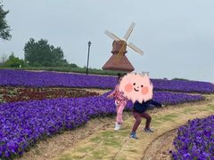 -杭州湾海上花田景区