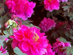 -洛阳市隋唐城遗址植物园
