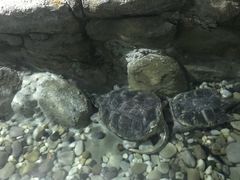 -苏州海洋馆
