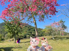 -风云岭森林公园