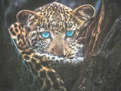 -罗红摄影艺术馆