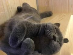 -宠福鑫康馨动物医院·骨科·眼科