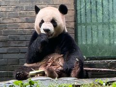 -都江堰中华大熊猫苑