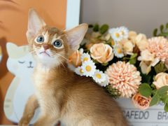 -小猫来了·猫舍(红山六九七九店)
