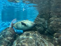 -上海海洋水族馆