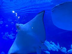 -烟台海昌鲸鲨海洋公园