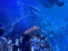 -华夏文旅海洋公园