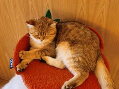 -猫腻·猫咖·撸猫馆(星光大道店)