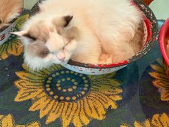 -平行世界·猫咖(首经贸店)