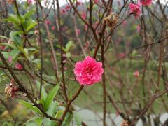 -南国桃园旅游度假区