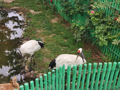 -西霞口神雕山野生动物世界