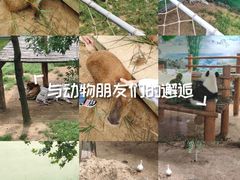 -西霞口神雕山野生动物世界