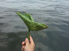 -白洋淀景区