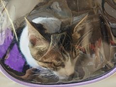 -瑞派宠物医院·犬猫全科·猫友好(宾水西道店)