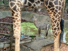 -清迈夜间动物园