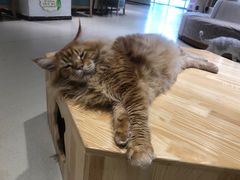 -藏猫猫咖啡主题馆(中央大道店)