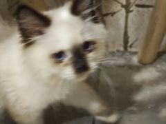 -楼上猫咖(罗湖店)
