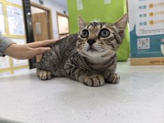 -博特宠物医院24h犬猫全科.骨科·异宠