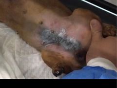-伟伟宠物医院·CT影像中心·瑞派犬猫综合性门诊(汉口总院)
