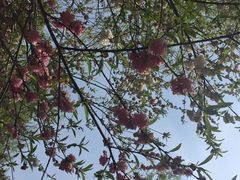 南汇桃花村-南汇桃花村