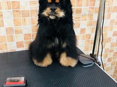 -汪小喵宠物·戴维斯乐芳希施宠馨宝皮毛调理洗护店