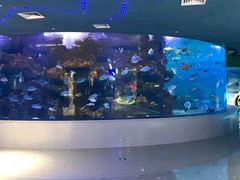 -沙沙哗啦海洋馆(华宇百花谷店)