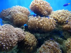 -烟台海昌鲸鲨海洋公园