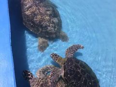 -北戴河圣蓝海洋公园