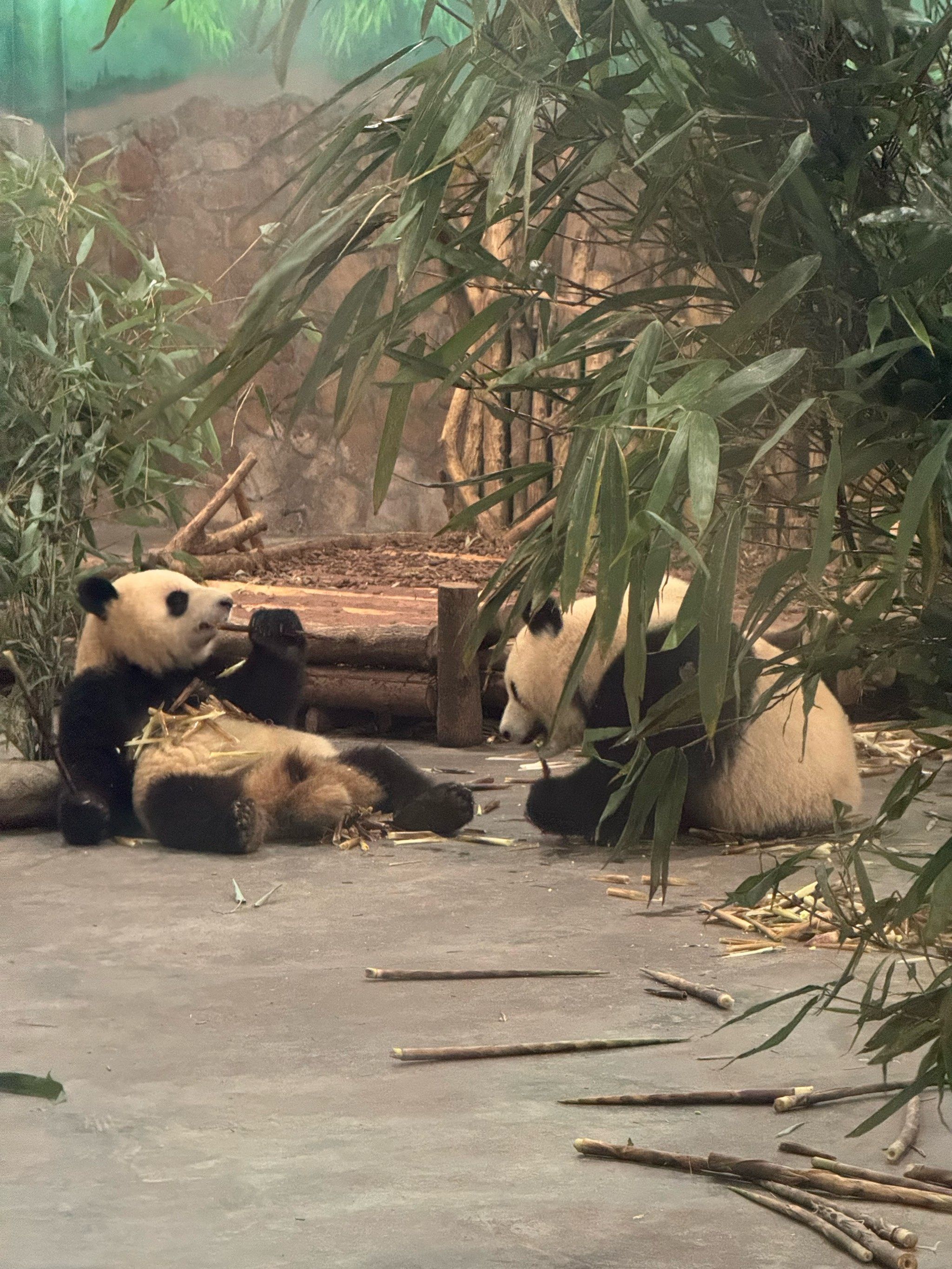 成都大熊猫基地(成都大熊猫繁育研究基地)