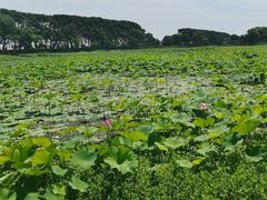 -洪湖生态旅游区