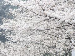-武汉大学-樱园