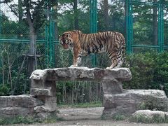 -上海野生动物园老虎餐厅