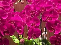 -双季花艺园艺市场(浦东店)