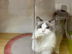 -青奢宠物·青奢猫舍