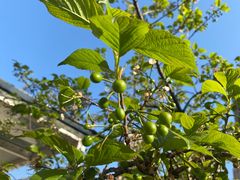 -樱桃山旅游景区