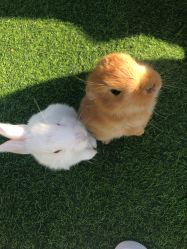 -萌宠亲子动物乐园(槐房万达店)