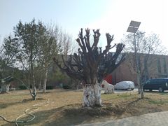 -中国艺术研究院油画院