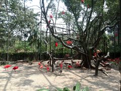 -新加坡飞禽公园