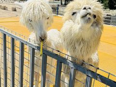 -新疆天山野生动物园