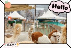 -萌宠亲子动物乐园(槐房万达店)