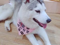 -Husky Go! 哈士奇体验馆·宠物咖啡厅狗咖