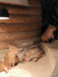 -Zoolung Zoolung动物主题公园(海信广场店)