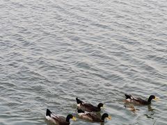 -天津东丽湖风景区