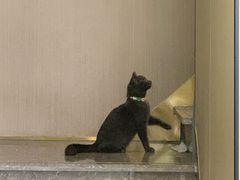 -佳雯宠物医院(四明中路分院)