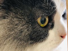 -飞行喵MR PILOT|猫舍·猫咖(静安大融城店)