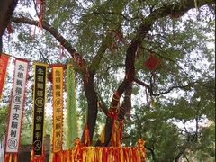 -大槐树寻根祭祖园