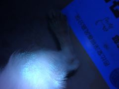 -芭比堂动物医院·24小时·眼科中心(深圳中心)